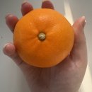 달달하지 | [과일 맛집] '달달하지' 천혜향 2kg 후기! 산지 직송처럼 싱싱하고 달콤해요 🍊✨