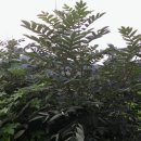 아토피, 무좀등 피부질환에 쓰이는 붉나무 이미지
