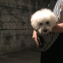 펍테일 이미지