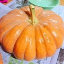 호박마켓 이미지