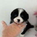 엘지전자(주)부천서비스센터 | 부천강아지무료분양으로 보더콜리 데려온 후기 + 꼭 알아야 할 정보