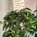 제이피아노 정기연주회 이미지