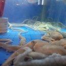 낙지한상 이미지