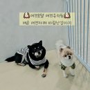 바람난 강아지 | 시흥 배곧 애견카페 애견호텔 가능 바람난강아지 실내애견카페추천