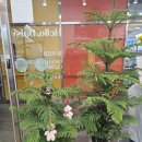 데이지플라워샵 | 남양주 꽃집 헬로데이지 플라워 방문후기(다산무인꽃집)