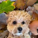 놀러오개(평택점) 이미지