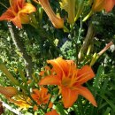 섬초롱펜션 이미지