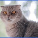 디디그루밍 이미지