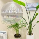 사월뷰티왁싱 | 대구 수성구 시지 왁싱샵 뷰티타임 헤어라인 눈썹 왁싱 후기