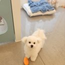 애견미용실 이미지