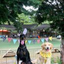 댕댕이 운동장 이미지