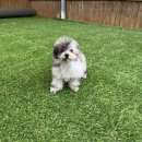 댕댕이뽀샵 이미지