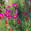 길손과 풀꽃 이미지