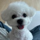 그루밍리본 이미지