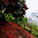 3월 20일(일) ... 장흥 편백나무숲 - 백련사동백숲 - 가우도 트레킹 이미지