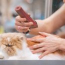 I-pet 동물병원 이미지