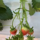 성연농장 | 🍓아기랑 딸기체험 추천｜예약 없이 가능한 일산 성연딸기체험농장 후기