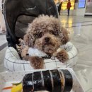 강남애견백화점 이미지