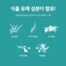 스테비아포레스트