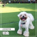 추석 명절 연휴 맞아 오랜만에 재방문한 군포애견카페 반월저수지 비숲 강아지운동장!