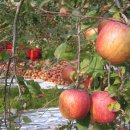 오광농장 이미지