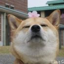 꽃개 이미지