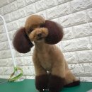 강사모백화점 이미지