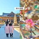 통도사(부산) | 양산 가볼만한곳 통도사 홍매화 봄꽃구경 여행 2025 개화현황 부산근교 나들이