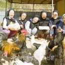언니닭 이미지