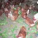 유기농장 이미지