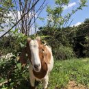 광덕목장 이미지