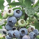 청명농장 이미지