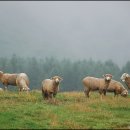 기종목장 이미지