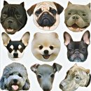 나인독스 이미지