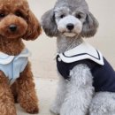 도그레이 이미지