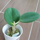 호야파치클라다첫꽃 이미지