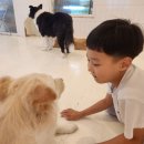 전주홍산유치원 | 전주 애견카페 쿠치로 신시가지 아이와 함께 가기 좋은 곳