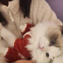 러블리캣 이미지