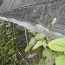 황금사슴농장 이미지