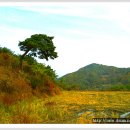 산골흑염소 Daum카페