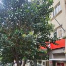 가로수민박 이미지