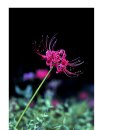 선운사꽃무릇 이미지