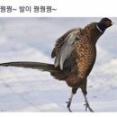 페이즌 이미지