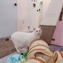 묘랑 고양이 전문호텔 이미지