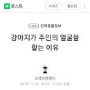 강아지가 주인의 얼굴을 핥는이유 이미지