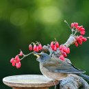 산수유열매6(흰배지빠귀) 이미지