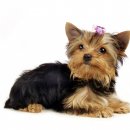 강아지집 이미지