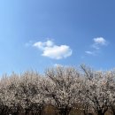 살구꽃가든 이미지