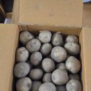 산지직송 감자 추천, 명실상주몰 햇고향 감자 5kg 솔직 후기