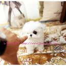 리틀애견타운 이미지